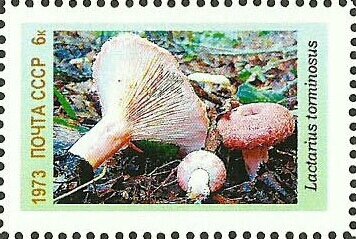 Mushrooms
