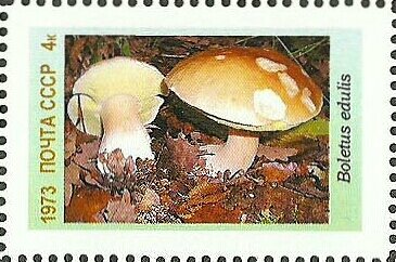 Mushrooms