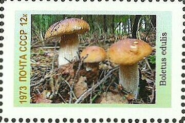 Mushrooms