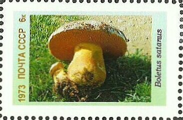 Mushrooms