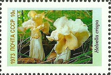 Mushrooms