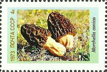Stamp, Mushrooms, Cinderellas,  , Mushrooms, Plants (Flora)
