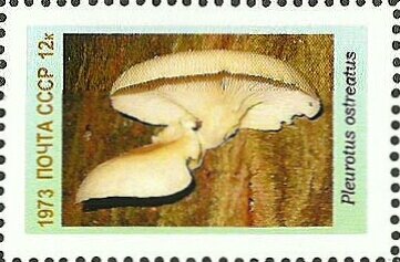 Mushrooms