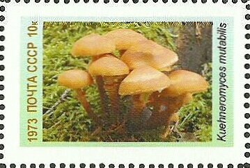 Mushrooms