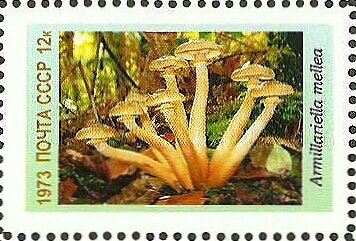 Mushrooms