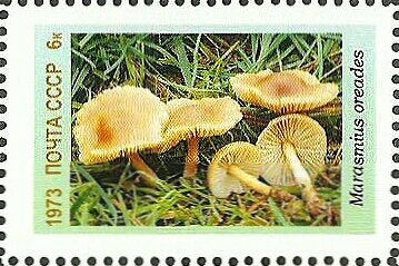 Mushrooms