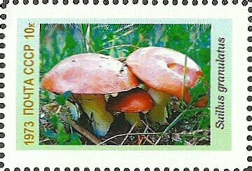 Mushrooms