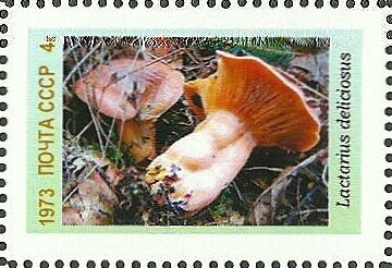 Mushrooms