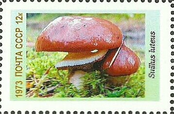 Mushrooms