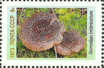 Mushrooms