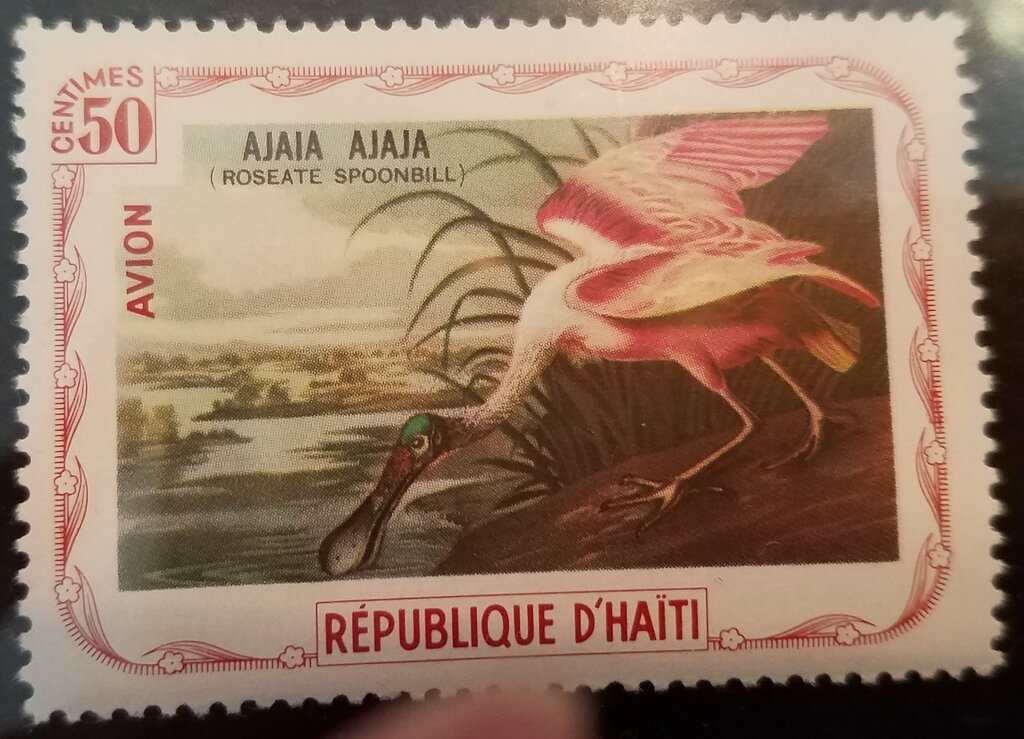 Roseate Spoonbill (Platalea ajaja)