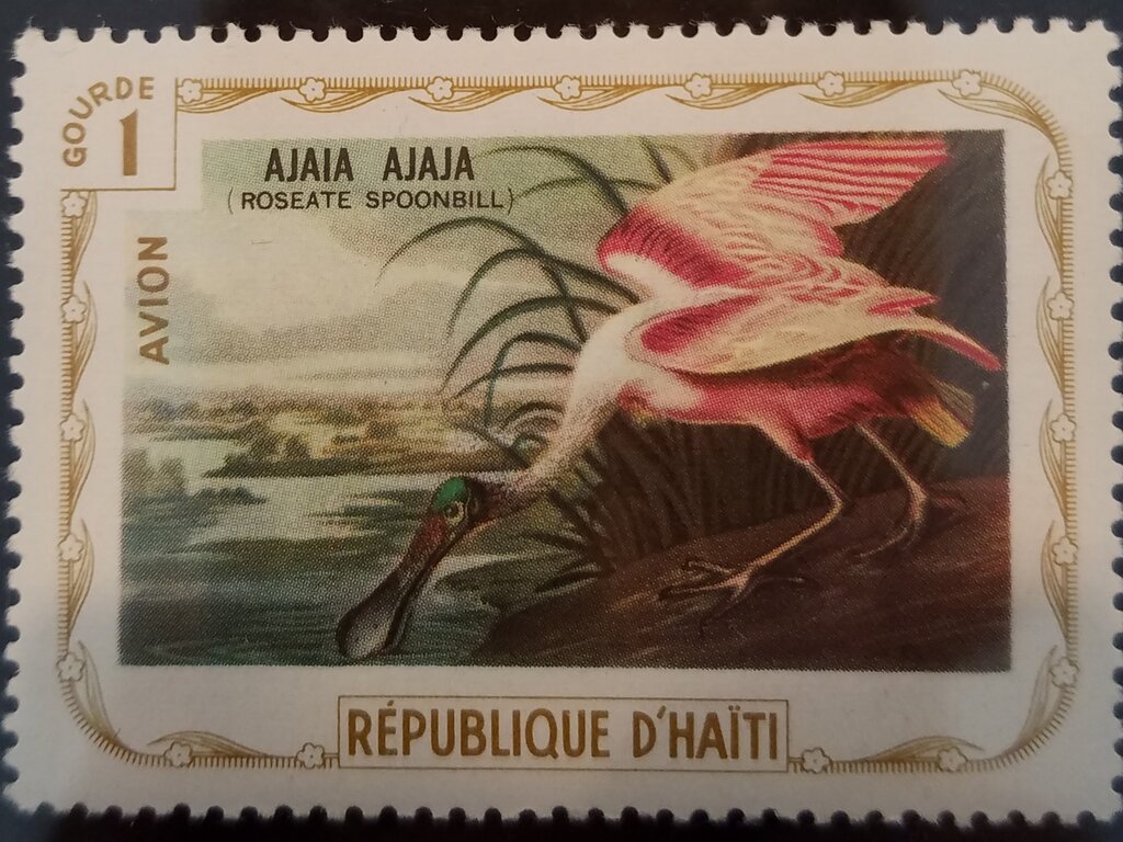Roseate Spoonbill (Platalea ajaja)