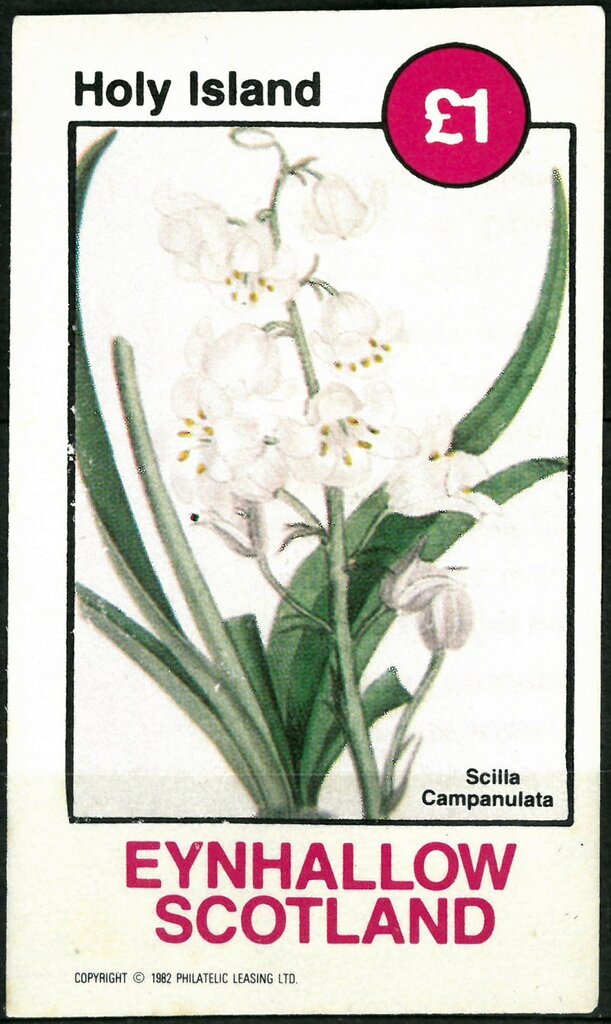 Scilia Campanulata