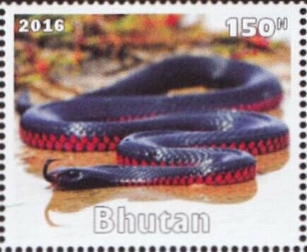 Snakes