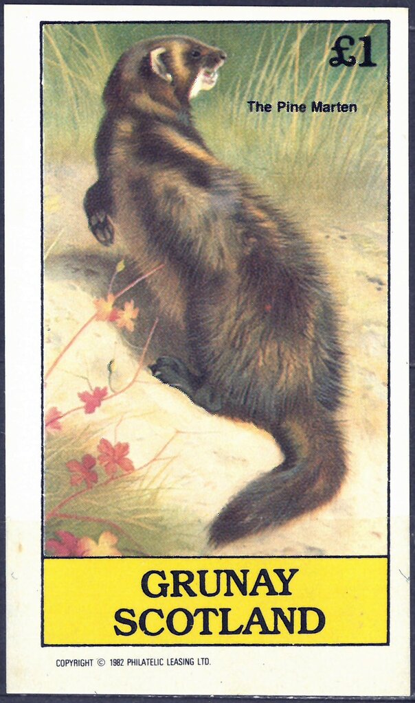 The Pine Marten
