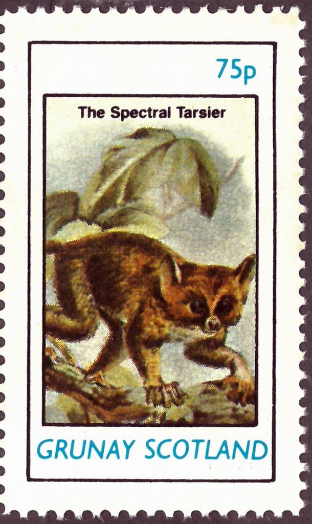 The Spectral Tarsier