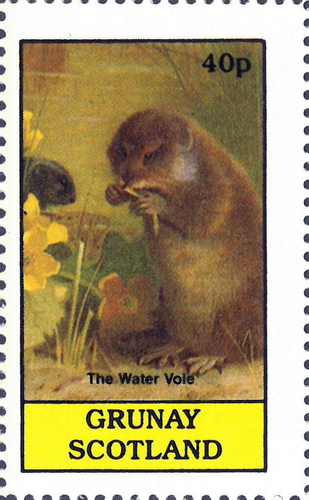 The Water Vole
