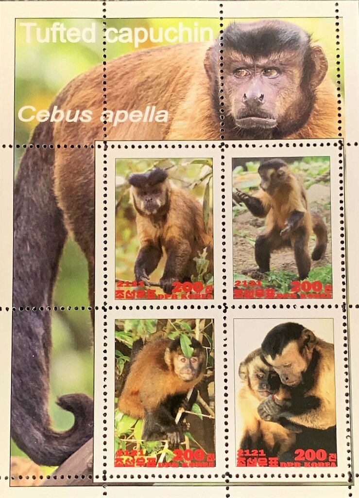 Tufted capuchin