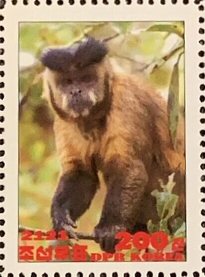 Tufted capuchin