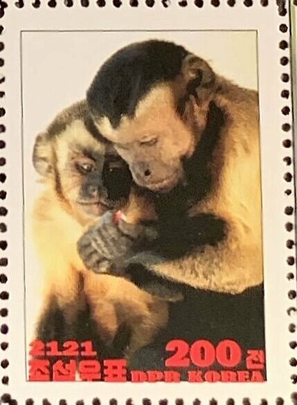 Tufted capuchin