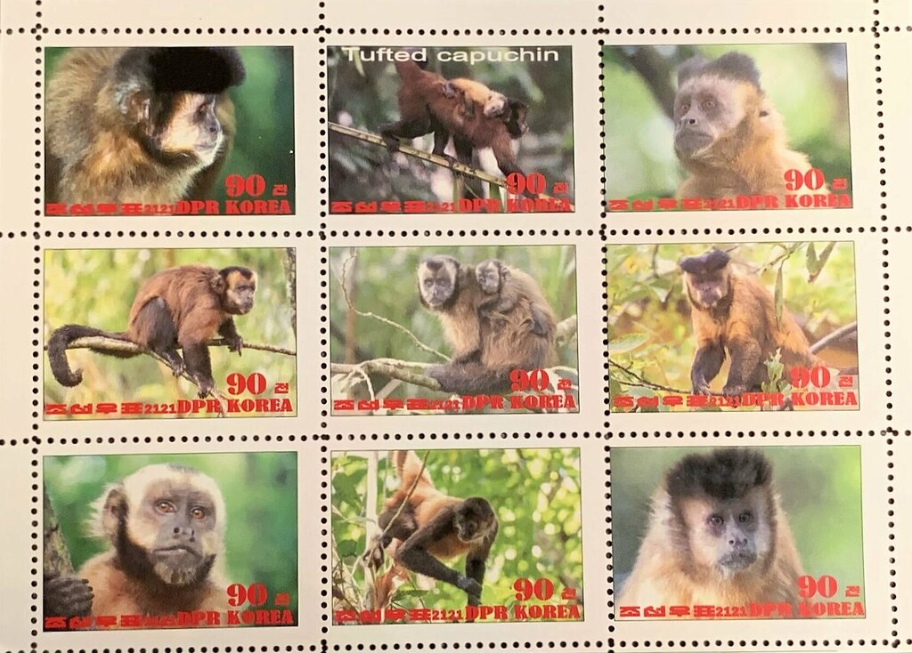 Tufted capuchin