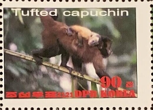 Tufted capuchin