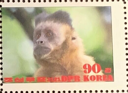 Tufted capuchin