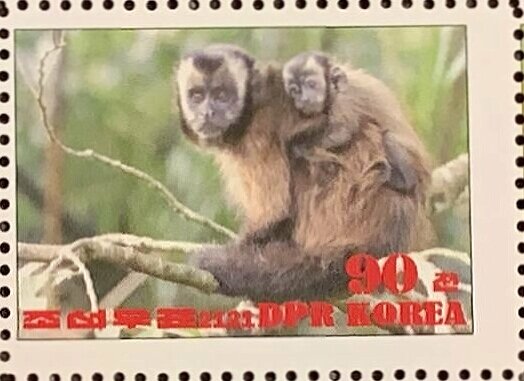 Tufted capuchin