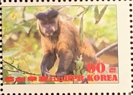 Tufted capuchin