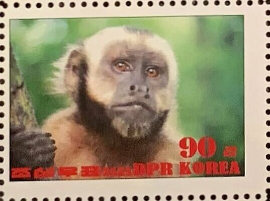 Tufted capuchin