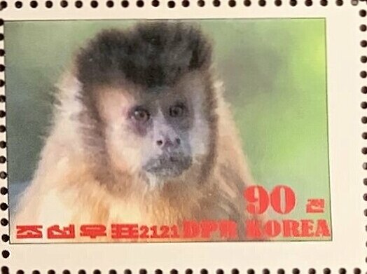Tufted capuchin