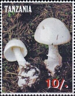 Various Mushrooms