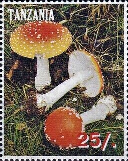 Various Mushrooms