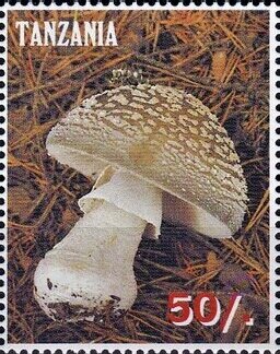 Stamp, Various Mushrooms, Cinderellas,  , Mushrooms, Plants (Flora)