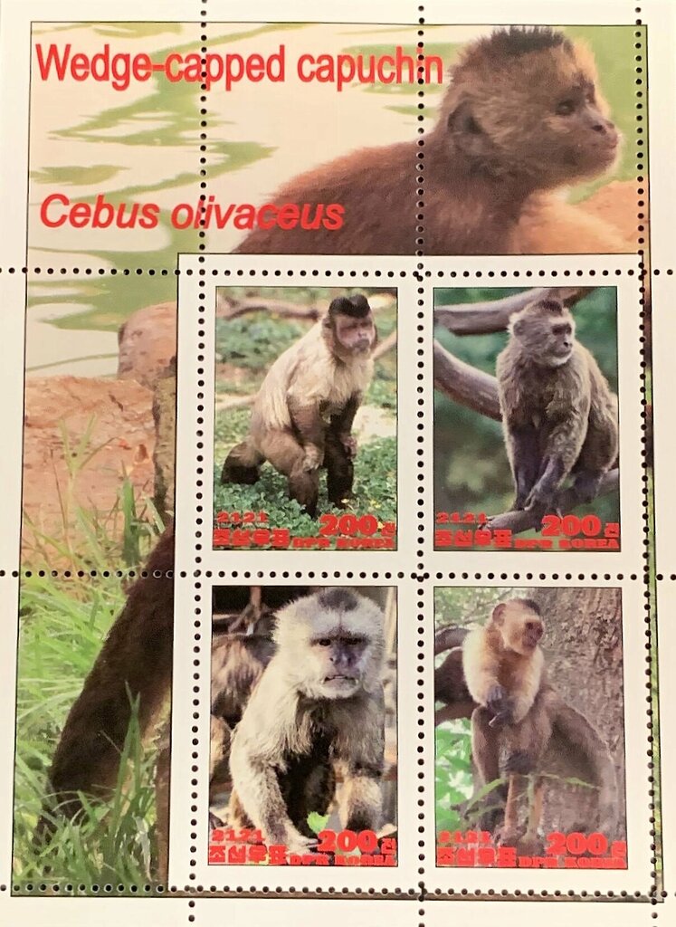 Werge-capped capuchin