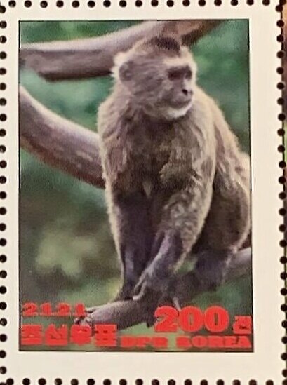 Werge-capped capuchin