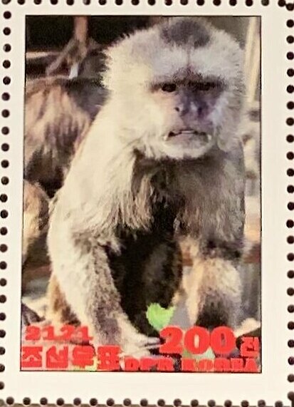 Werge-capped capuchin