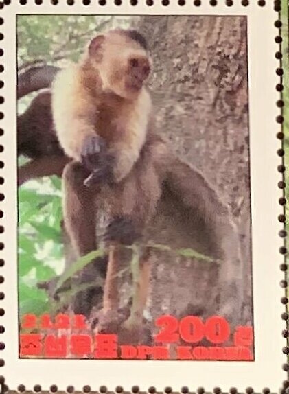 Werge-capped capuchin
