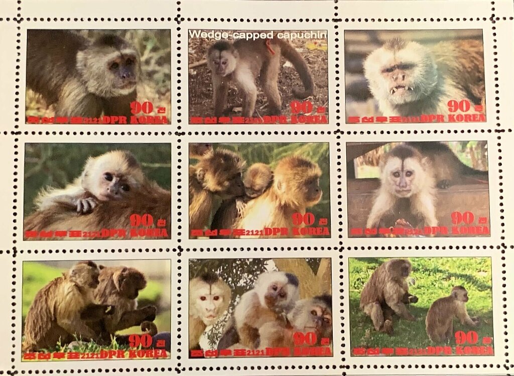 Werge-capped capuchin