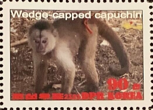 Werge-capped capuchin