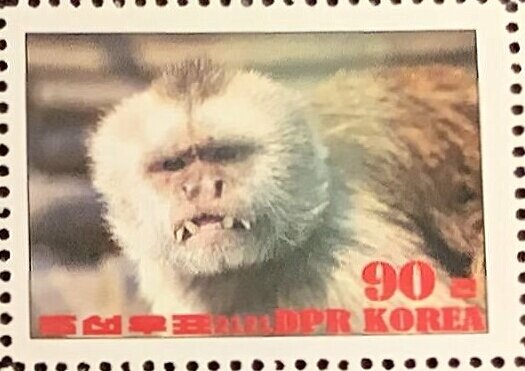 Werge-capped capuchin