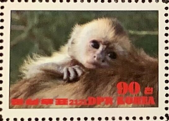 Werge-capped capuchin