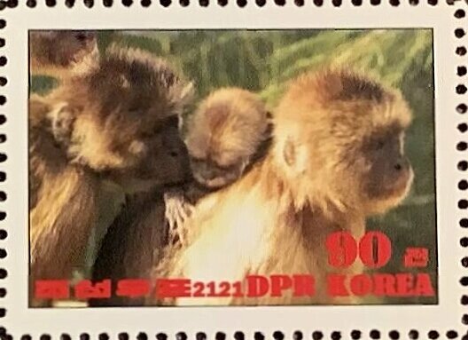Werge-capped capuchin