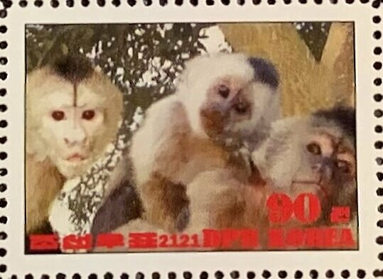 Werge-capped capuchin