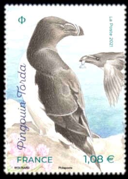Lesser Auk (Alca torda)