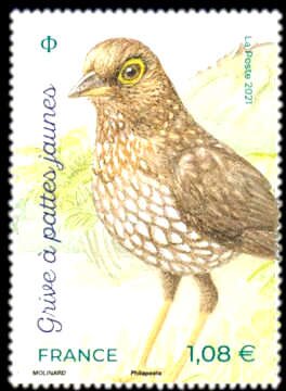 Yellow-Legged Thrush (Turdus flavipes)