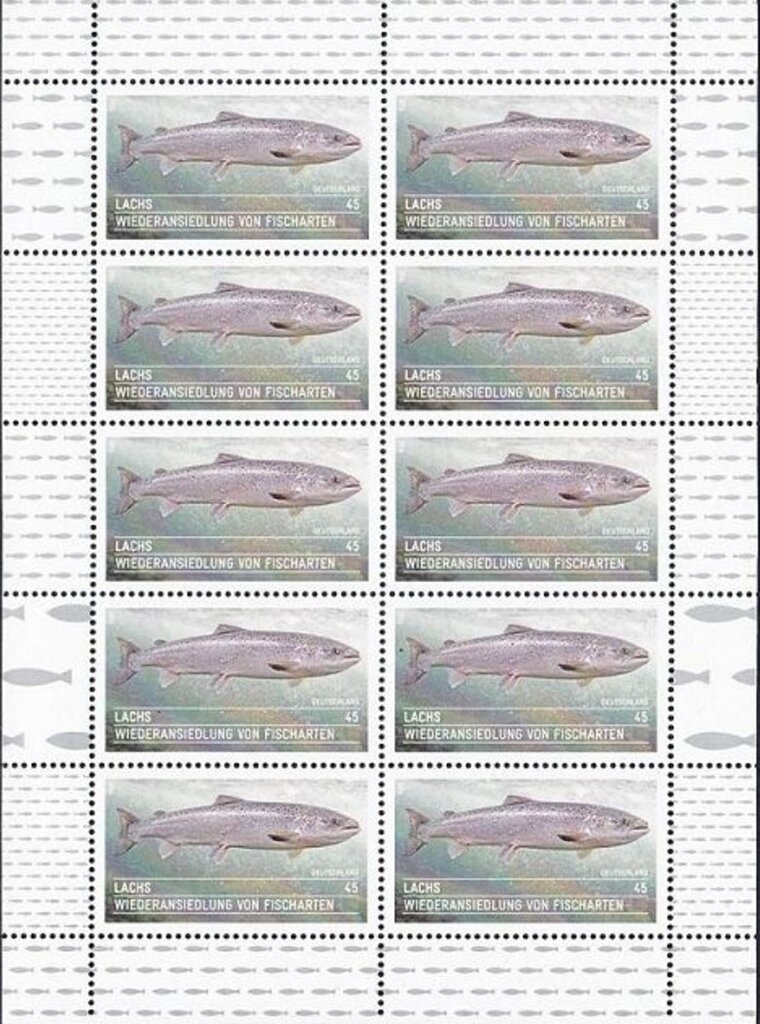 Atlantic Salmon (Salmo salar)