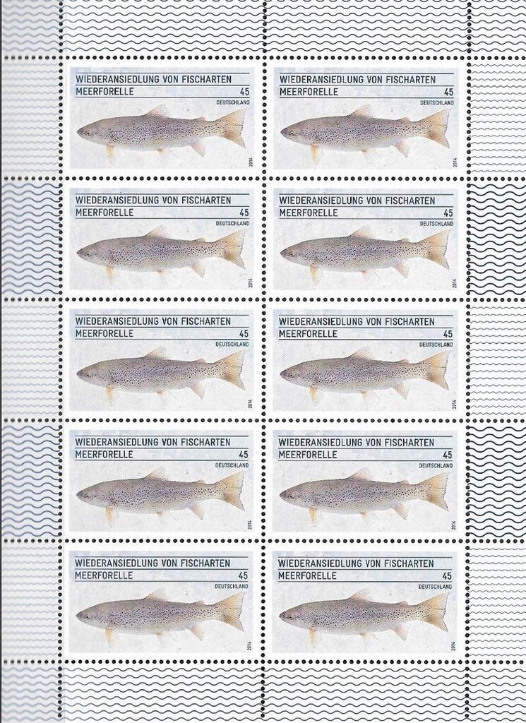 Sea Trout (Salmo trutta trutta)