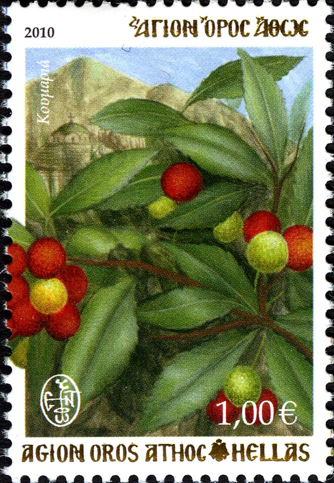 Arbutus (Arbutus unedo)
