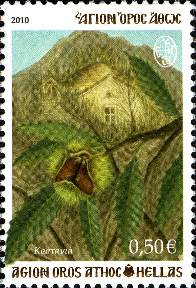 Chestnut Tree